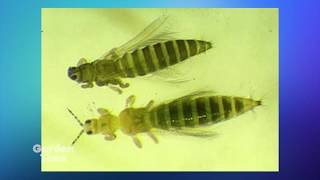 Bartlett Pest ID