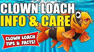 The Clown Loach! | Clown Loach Care Guide | Clown Loach Care And Information!