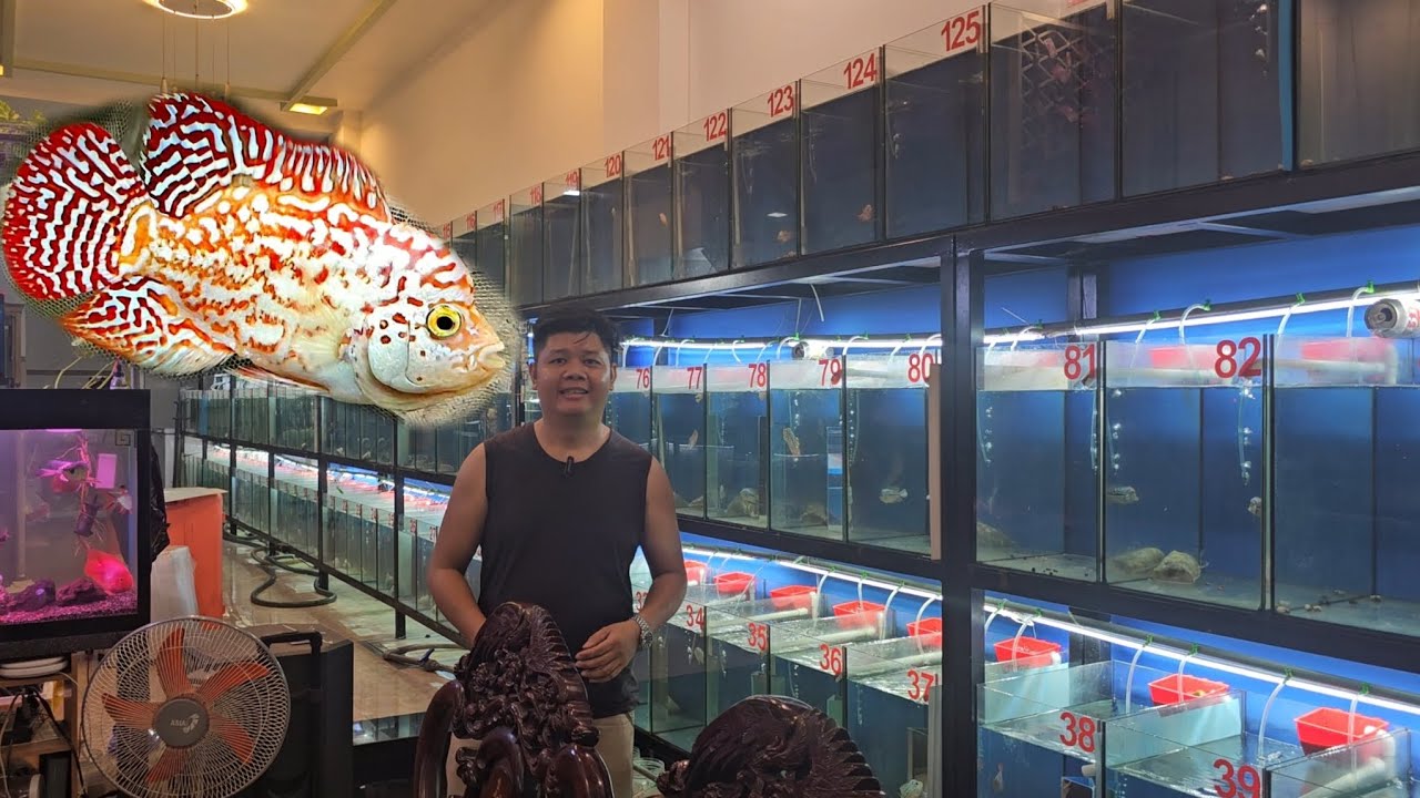 lên lô cá la hán kamfa f2 vừa Vip vừa rẻ để anh em trãi nghiệm cùng đam mê cá la hán kamfa f2