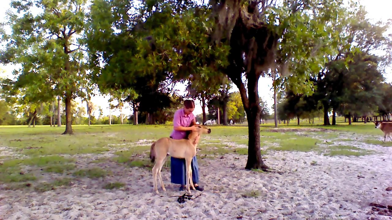 Training Fenella Pt. 1 Halter Breaking a Foal YouTube