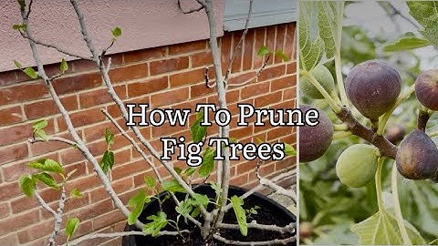How To Prune Fig Trees, Pruning Fig Trees In The UK, Pruning Fig Brown Turkey