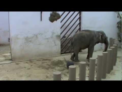 Zoo Targu Mures Youtube