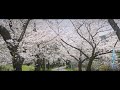 【Osaka】近所の桜 2023 【桜】BGM さくらの花の咲くころに / (渡辺 美里) Covered by 京町セイカ