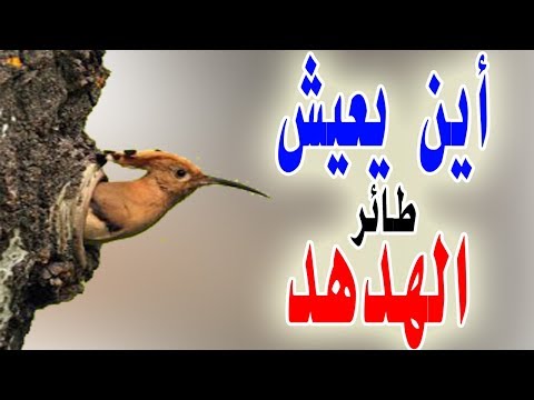 الهدهد أنواعه وأين يعيش سلسلة عرفني بطائر