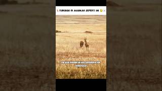 Susah Payah Didapat Berakhir direbut Paksa 😓 #shorts #denssop #gazelle #hyena #hewan #cheetah