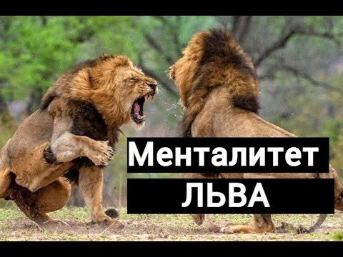 Менталитет ЛЬВА Видео МОТИВАЦИЯ 1 2 3 4 5 скачать видео лучший мотиватор