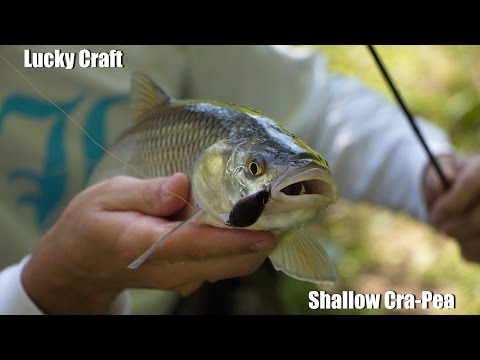 Shallow Cra-Pea - основной крэнк малой реки