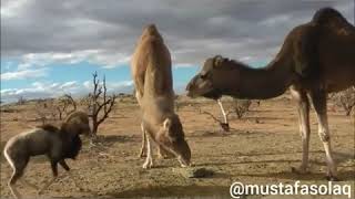 Keçi Müslüm Vs Sapık Deve Antep Dublaj