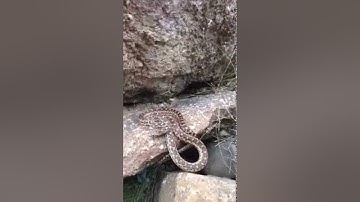 Relocating a pissed off Gopher Snake