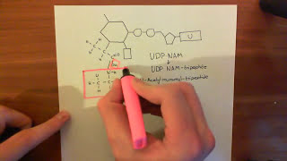 The Bacterial Cell Wall and Antibiotics Part 3