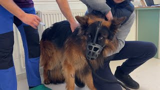 Rushing My Dog To The Vet! We Never Thought This Could Happen! by Leo Fucarev 74,278 views 4 weeks ago 2 minutes, 23 seconds