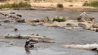 Dead Wildebeest in Mara River