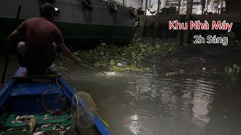 Kích Cá Ở Khu Nhà Máy Sông Tiền Lúc 2h Sáng Những Đàn Cá Ăn Đêm | Kích Cá Miền Tây | Catch FIsh