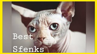 SPHYNX CAT - SFENKS KEDİSİ - 斯芬克斯貓 - Сфинкс - HAIRLESS CAT SPHINX CATS VIDEO COMPILATION by Fifty Shades of Cats 7,254 views 4 years ago 10 minutes, 51 seconds