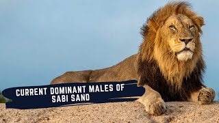 LION COALITIONS OF SABI SANDS GAME RESERVE  OTHAWA MALE  AVOCAS  MATIMBA  BIRMINGHAM AND MORE