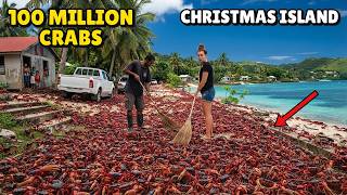 Living On Christmas Island Where Roads Close For 100 Million Crabs 4K Travel Documentary