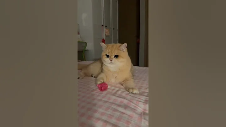 Video 11505591: gold british shorthair, british shorthair playing