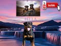 BELLA(CRECIMIENTO DE UN ROTTWEILER DE 2 A 11 MESES)