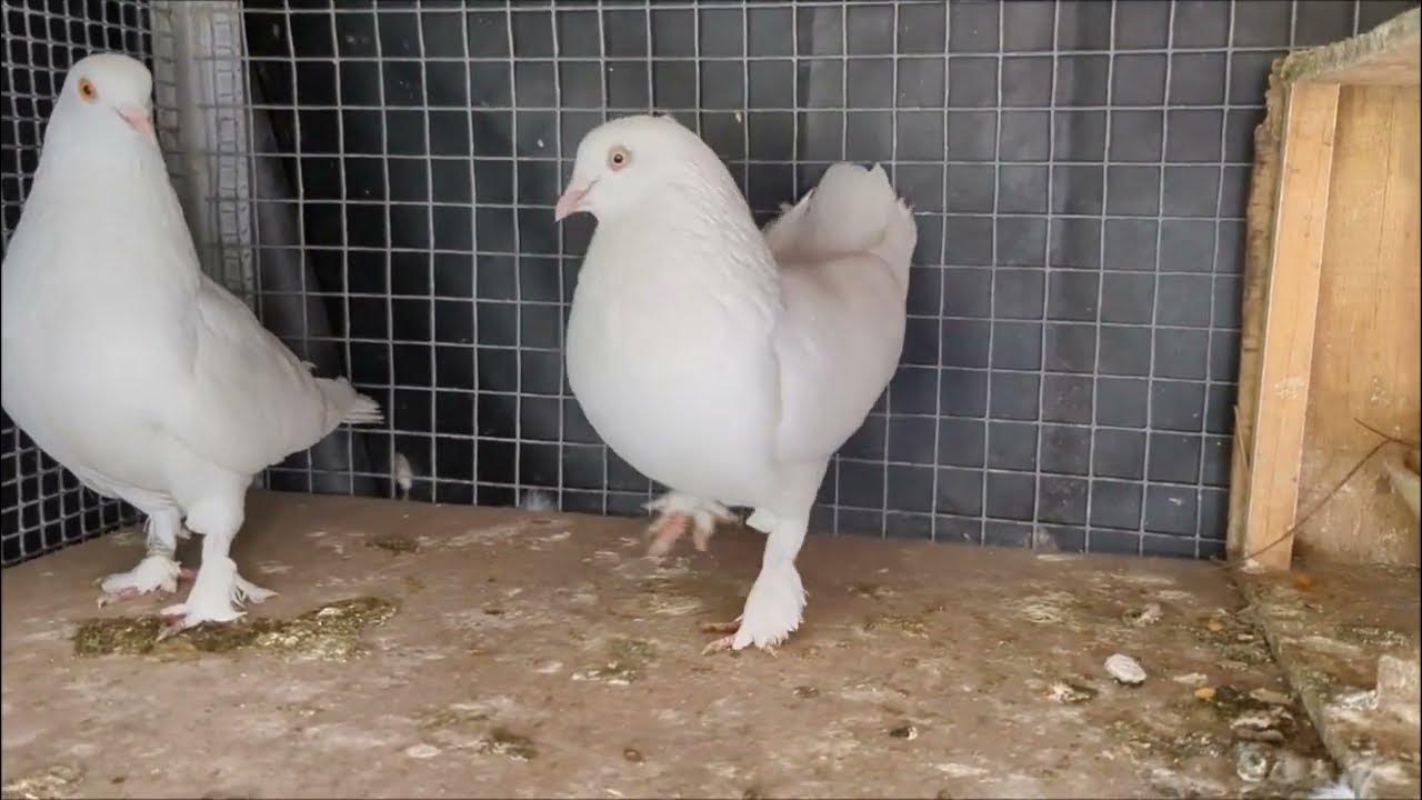 Birmingham Rollers/ArceeLoft/2023 ybs YouTube