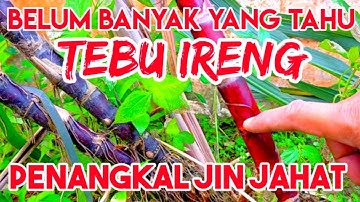 Buruan Tanam!! Tebu Ireng Ditakuti Hantu - Tanaman Tebu Hitam Pengusir Jin