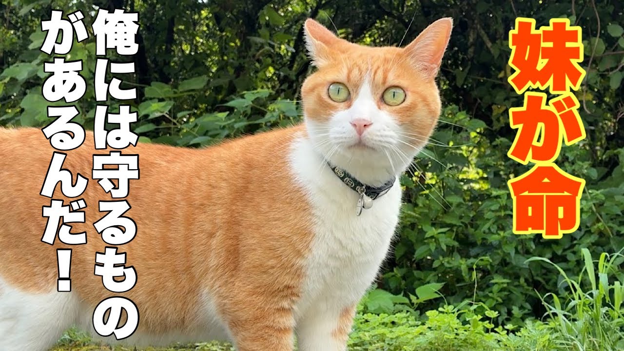 Cats living in a mountain village in Japan. - YouTube