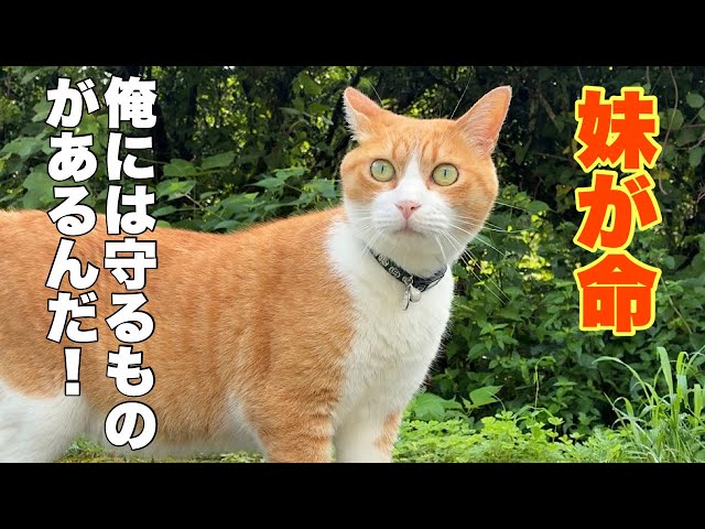 Cats living in a mountain village in Japan. - YouTube