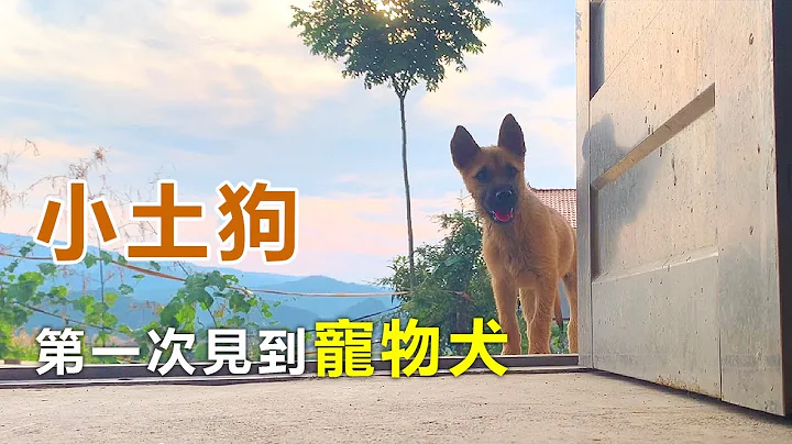 村里来了一只城市宠物狗，胆怯的小土狗在门口张望，战战兢兢不敢进来，自卑的模样让人心疼。 - 天天要闻