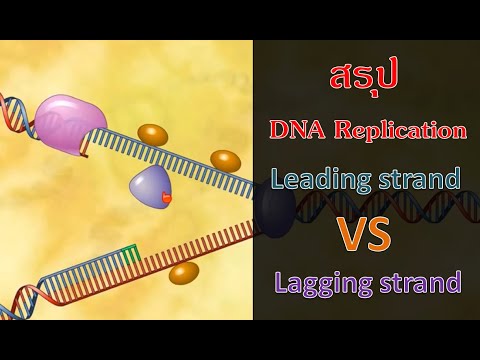 วีดีโอ: ทำไม DNA strand ใหม่จึงประกอบกับ?