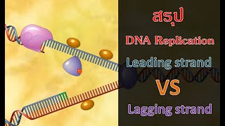 สรุป DNA Replication : leading strand และ lagging strand