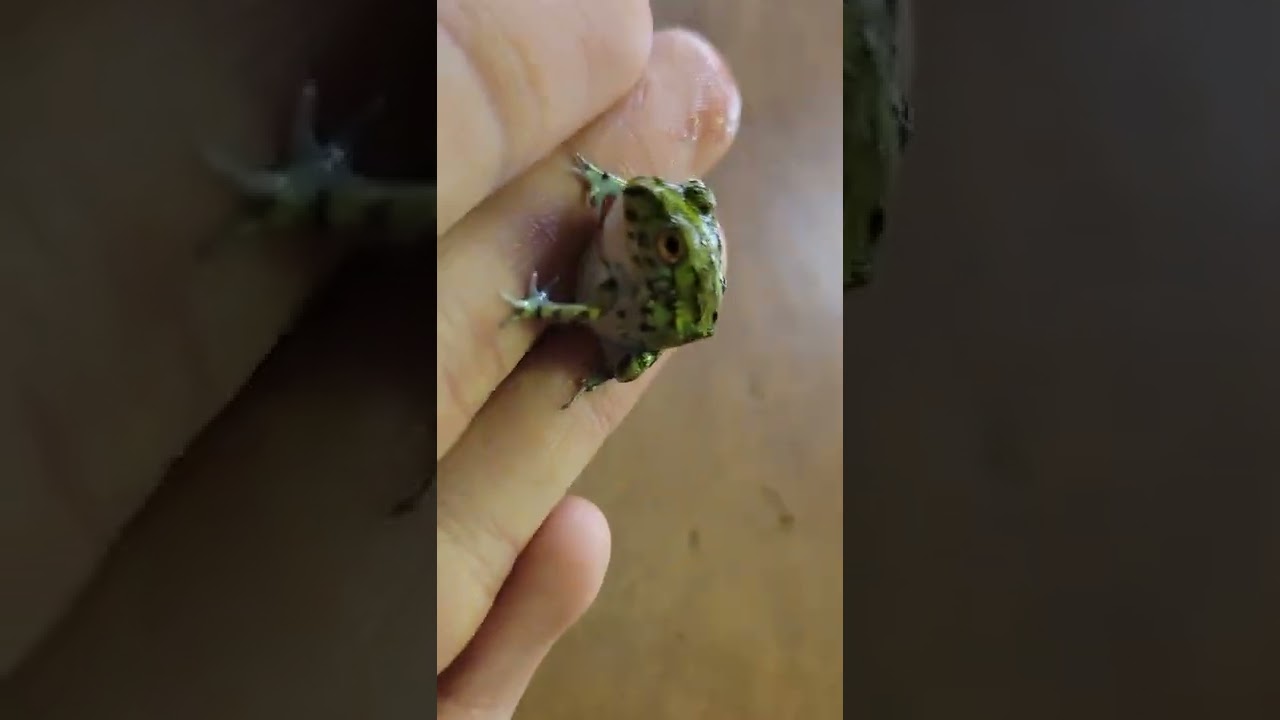 Holding a Baby Pixie Frog(African bull frog)