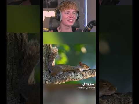 How Animals Sleep