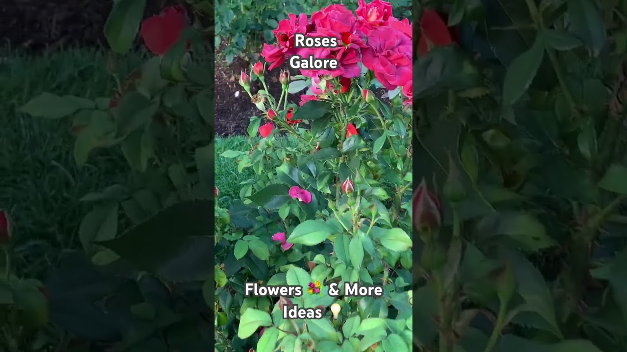 🥀 Roses🌹 Galore 01 - Flowers 💐 & More Ideas 💡  ​⁠ 