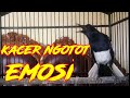 Kacer Ngotot Emosi Pancingan Kacer Langsung On Mp3 - Mp4 Download