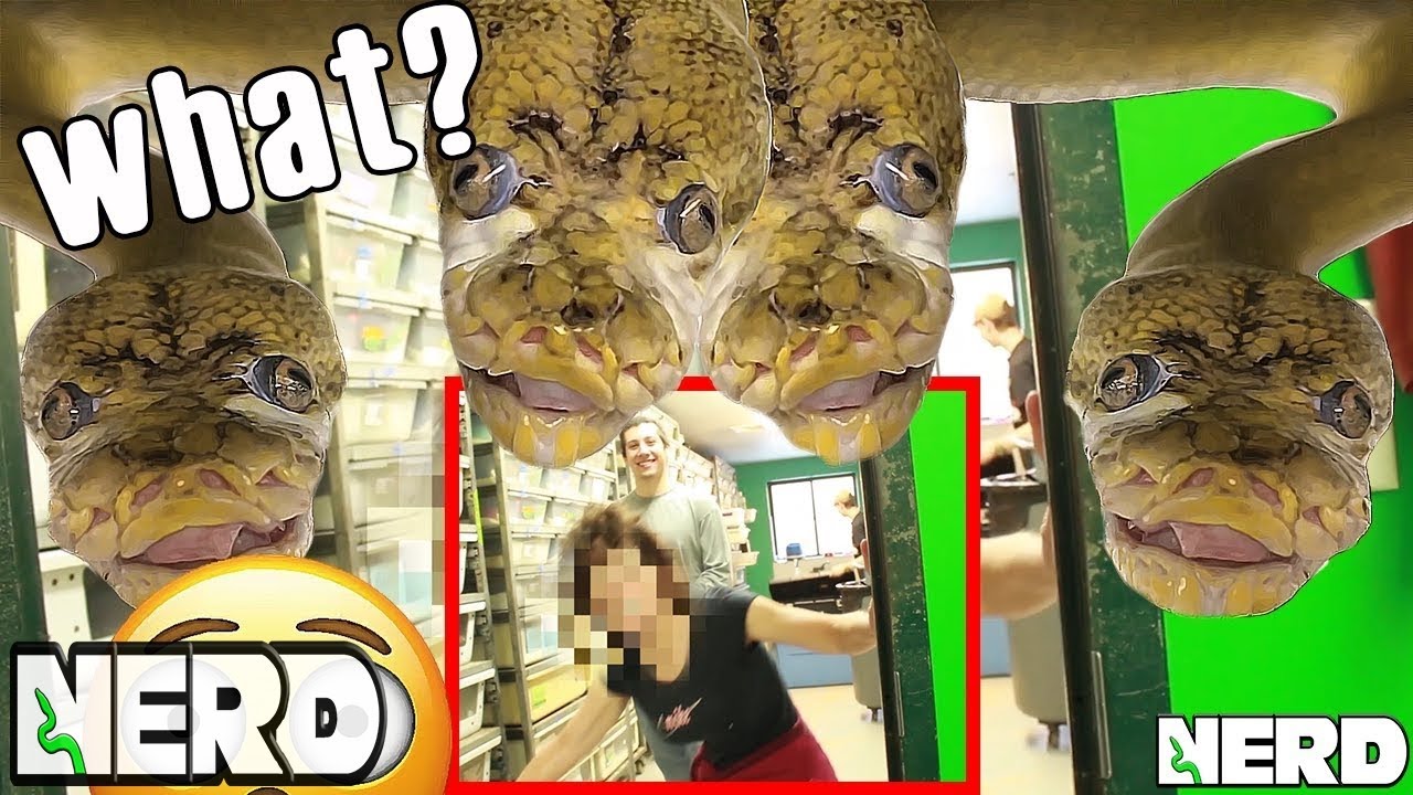 vlogs in spanish MY GIANT SNAKE SNARFLES