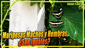 ¿Cuál es el macho de la mariposa?