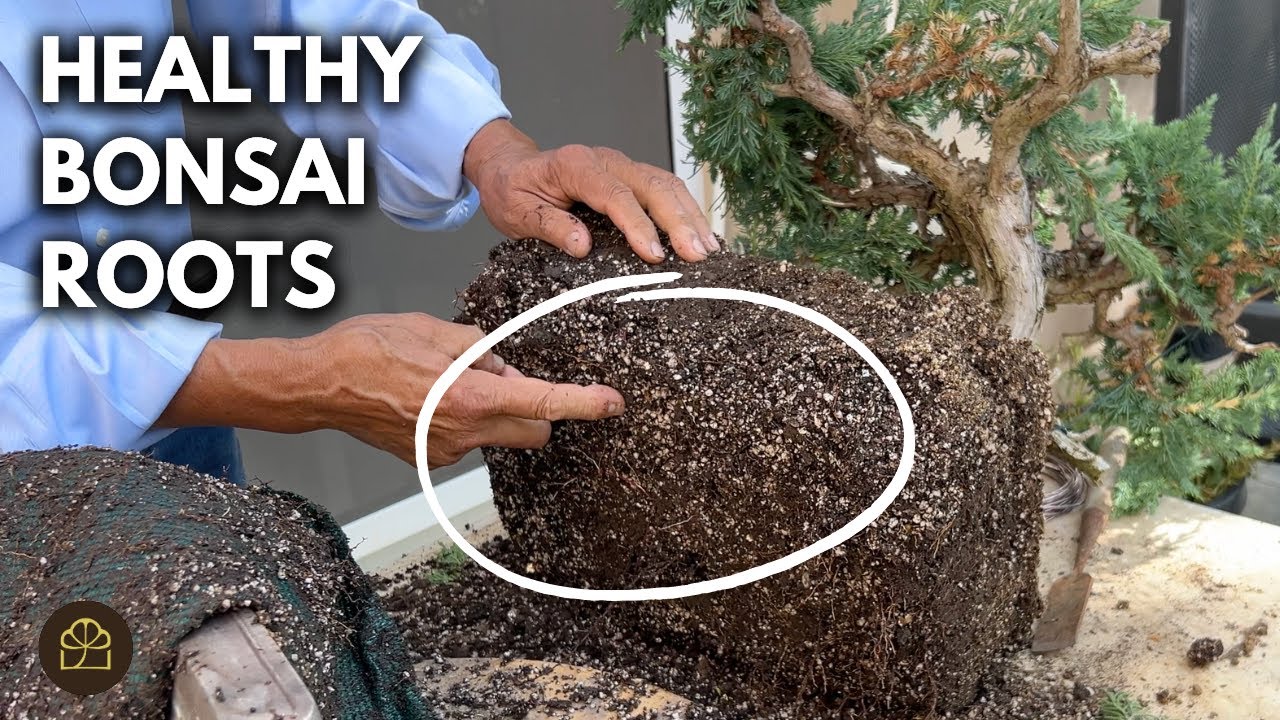 Weekly Q&A: House Fried Rice?! & Healthy Bonsai Roots - YouTube