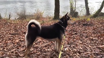 Self-Inquiry || The I Am Sense