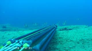 B Daniel Double Invert Roller Dentex 1