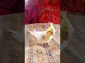 Himu Friday Playtime 🐦✨#cockatiels #fridayvibes #cutebirds #birdshorts #petbirds #birdlovers #birds