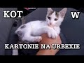 Kot znaleziony w OPUSZCZONYM miejscu uwięziony w Kartonie