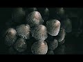 Overture - Honest to You (VIP)