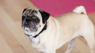 Pampering Your Pup at the Pug Spa Retreat A Luxurious Experience for Your Furry Friend