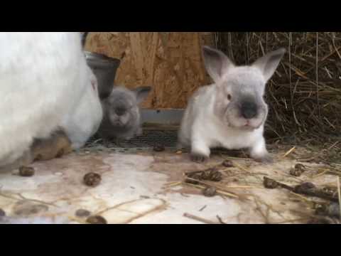 დაყრიდან რამდენ ხანში ვაჯვარებ ბოცვერს...იაგომ წაიყვანა ბაჭია
