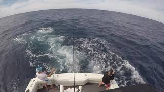 Catch And Release Marlin At Los Cabos San Lucas Baja California