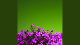 Simple Backdrops for Content Experiences