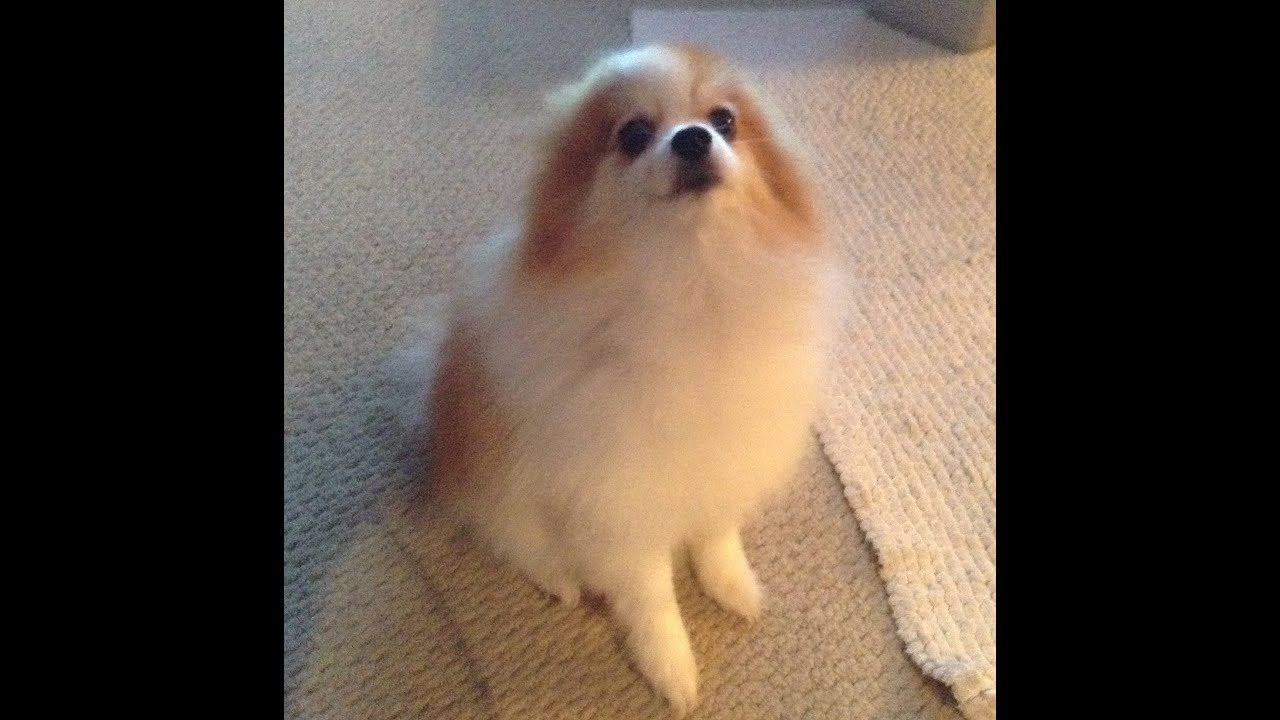 pomeranian howling like wolf