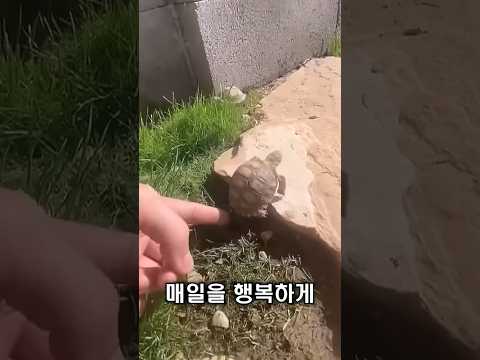 새끼 거북이, 몸이 끼어있었습니다 thumbnail