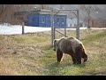 Медведи протестировали GOPRO.  Камчатка. Bears tested GOPRO. Kamchatka.
