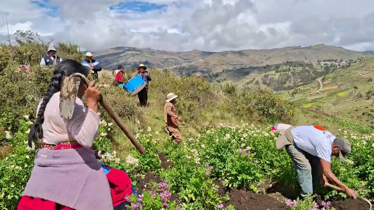 Recultivo pachachaca pucará 20 26 CLEVERCITO YBARRA BUITRON 964 558 958.  966 355 419 