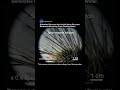 Sea Urchin Spines Inspire Self-Powered Underwater Sensors #electricity #urchin #technology #shorts